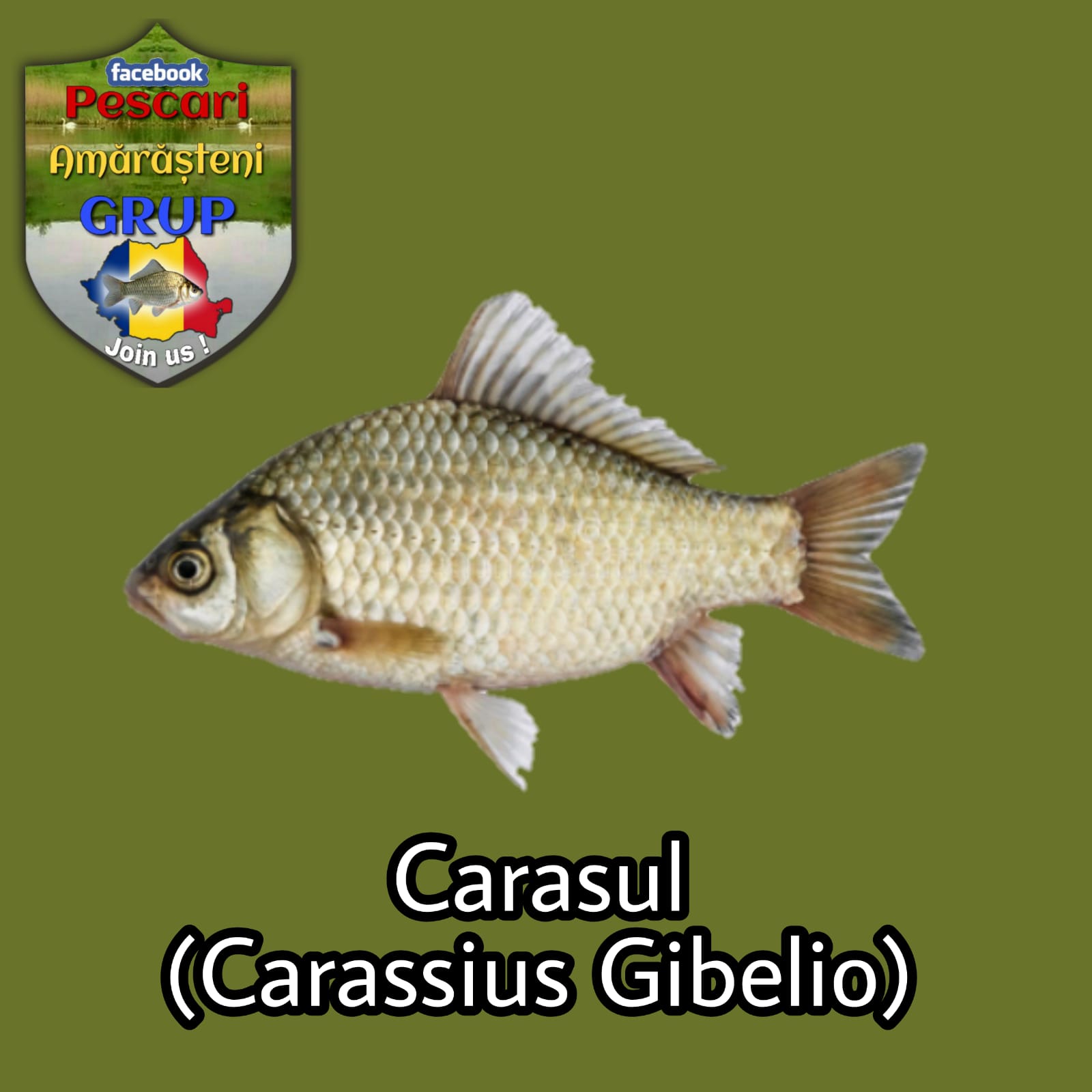 Carasul (Carassius gibelio)
