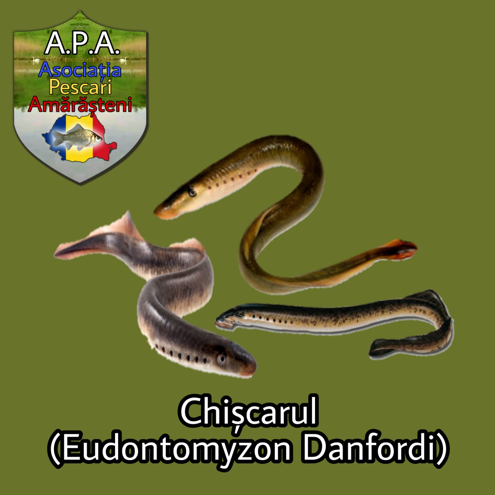 Chișcarul (Eudontomyzon danfordi)