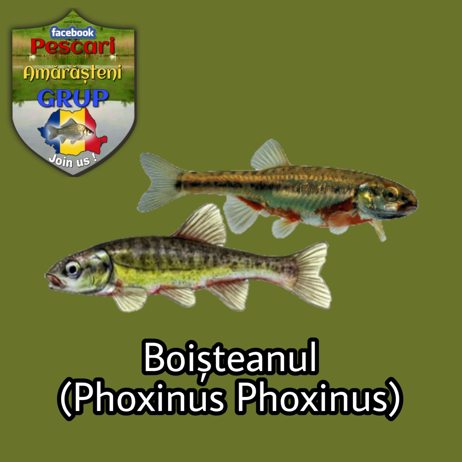 Boișteanul (Phoxinus phoxinus)
