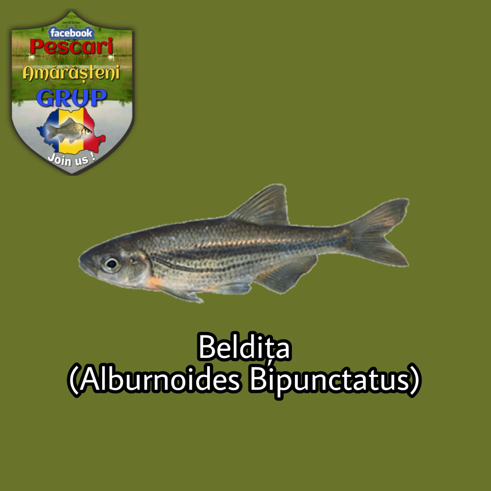 Beldița (Alburnoides bipunctatus)