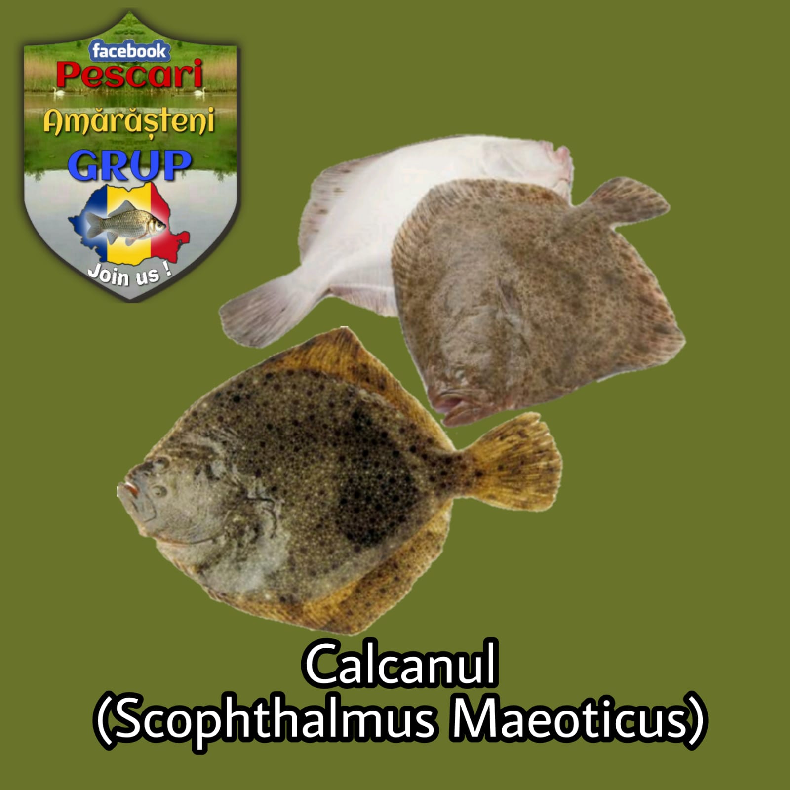 Calcanul (Scophthalmus maeoticus)