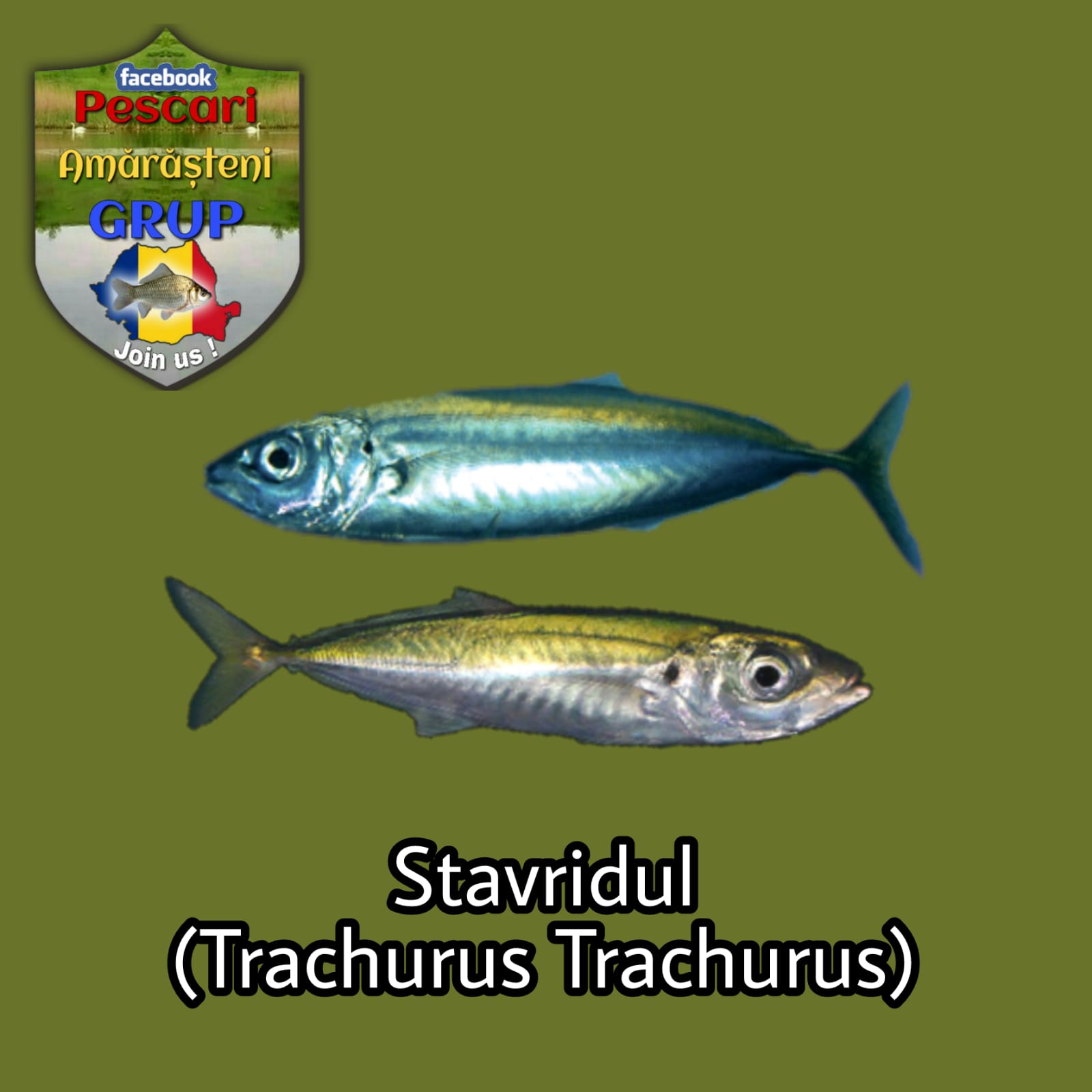 Stavridul (Trachurus trachurus)