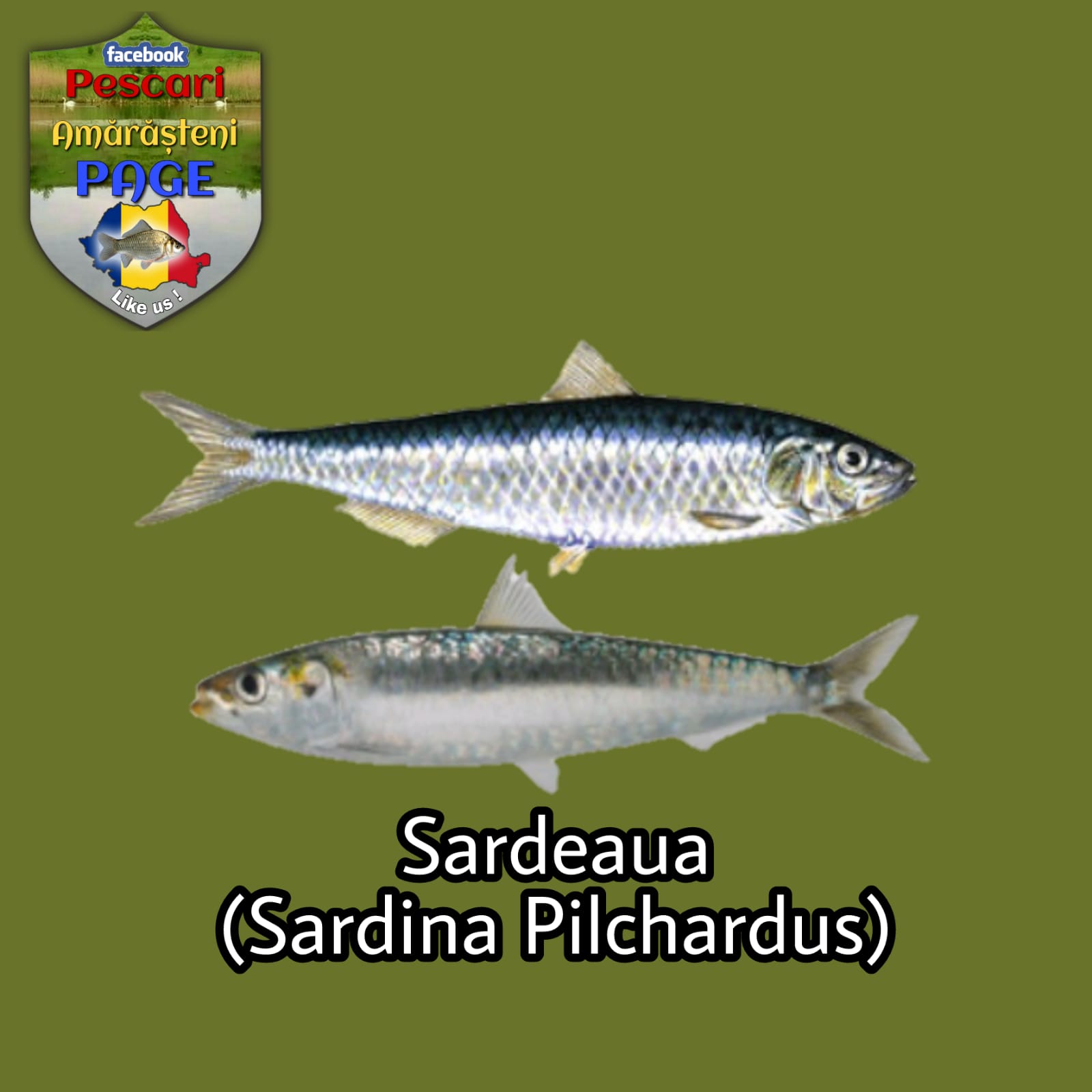 Sardeaua/sardina (Sardina pilchardus)