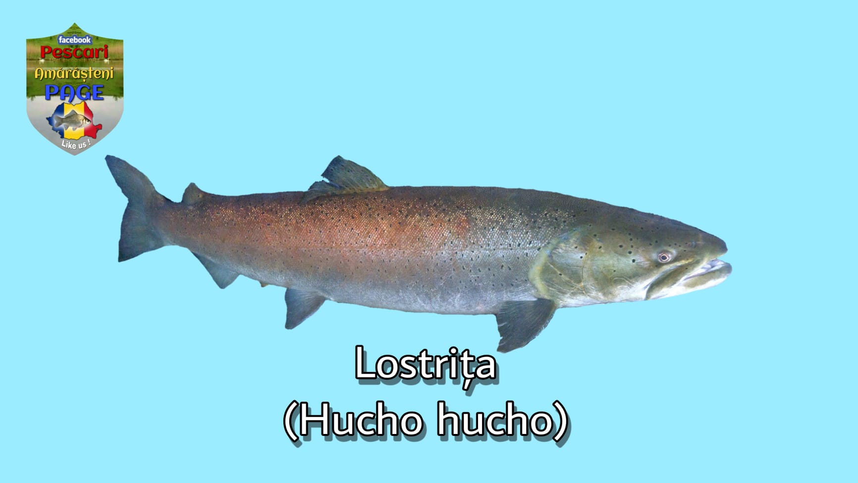 Lostrița (Hucho hucho)
