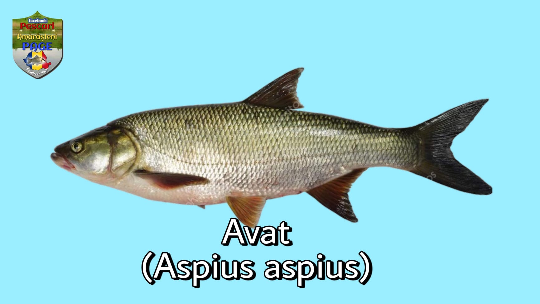 Avatul (Leuciscus aspius)